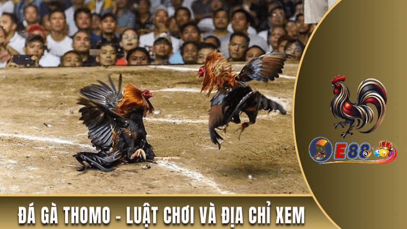 Trực tiếp đá gà cựa sắt