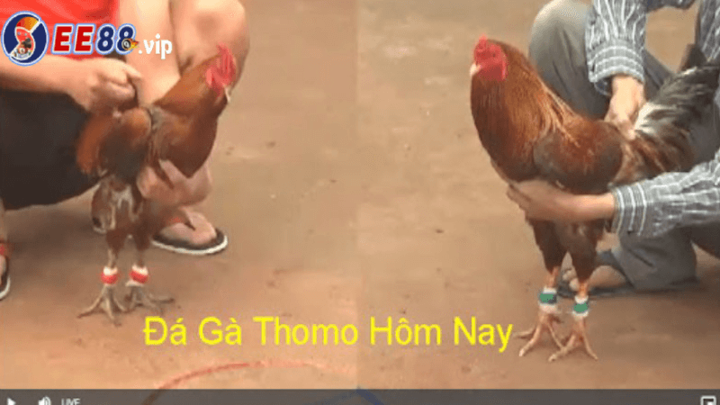 Chuyên Mục Trực Tiếp Đá Gà C1 Hôm Nay tại e88